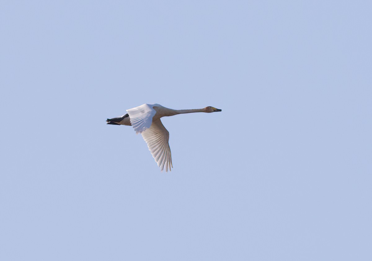 Whooper Swan - ML646530321