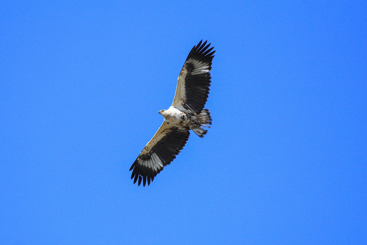 African Fish-Eagle - ML646530322