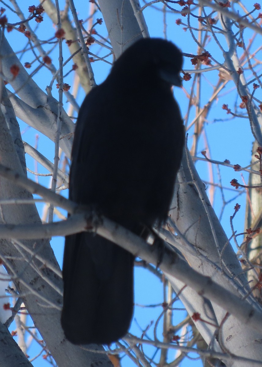 American Crow - ML646530323