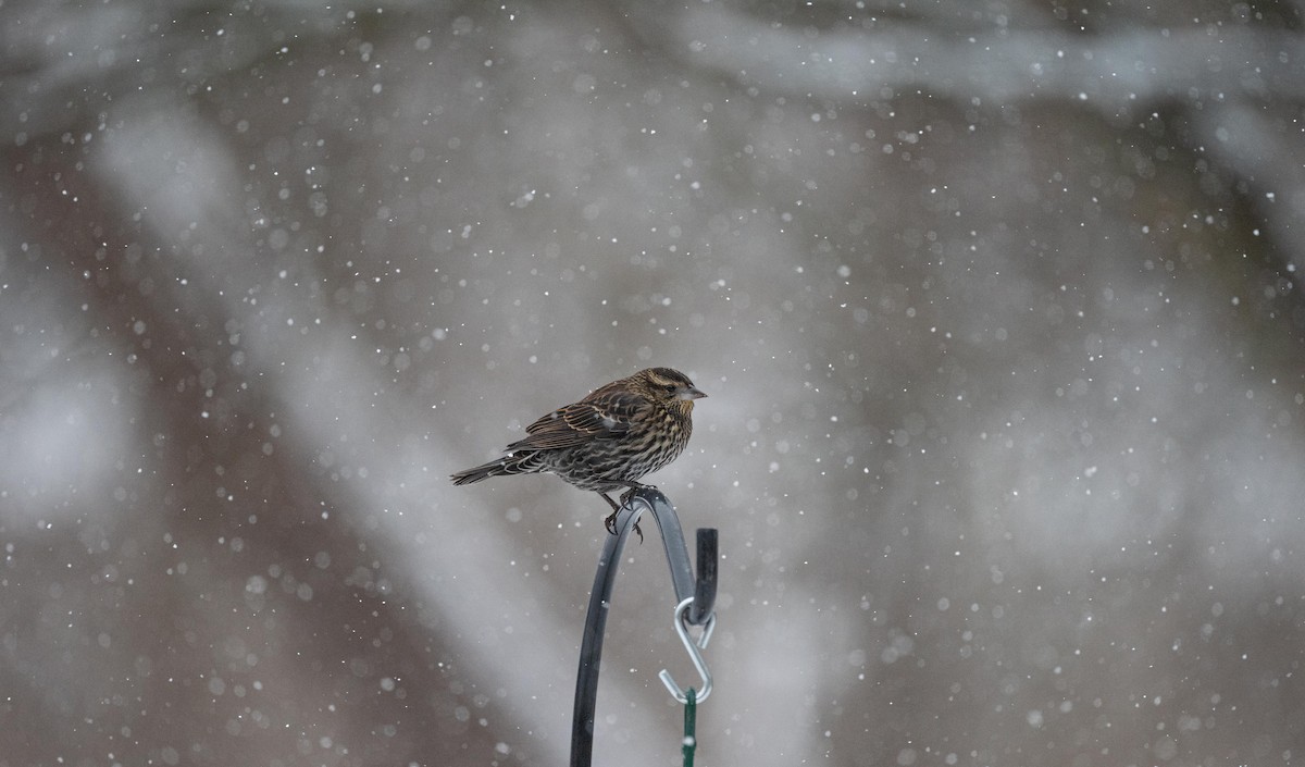 Red-winged Blackbird - ML646530324