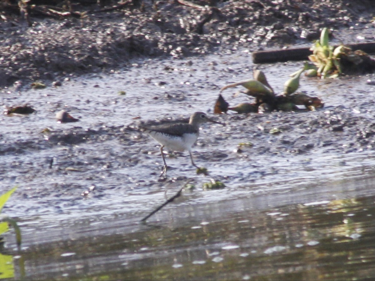 Solitary Sandpiper - ML646530325