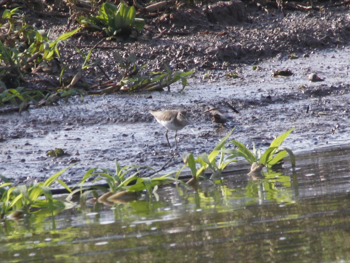 Solitary Sandpiper - ML646530326