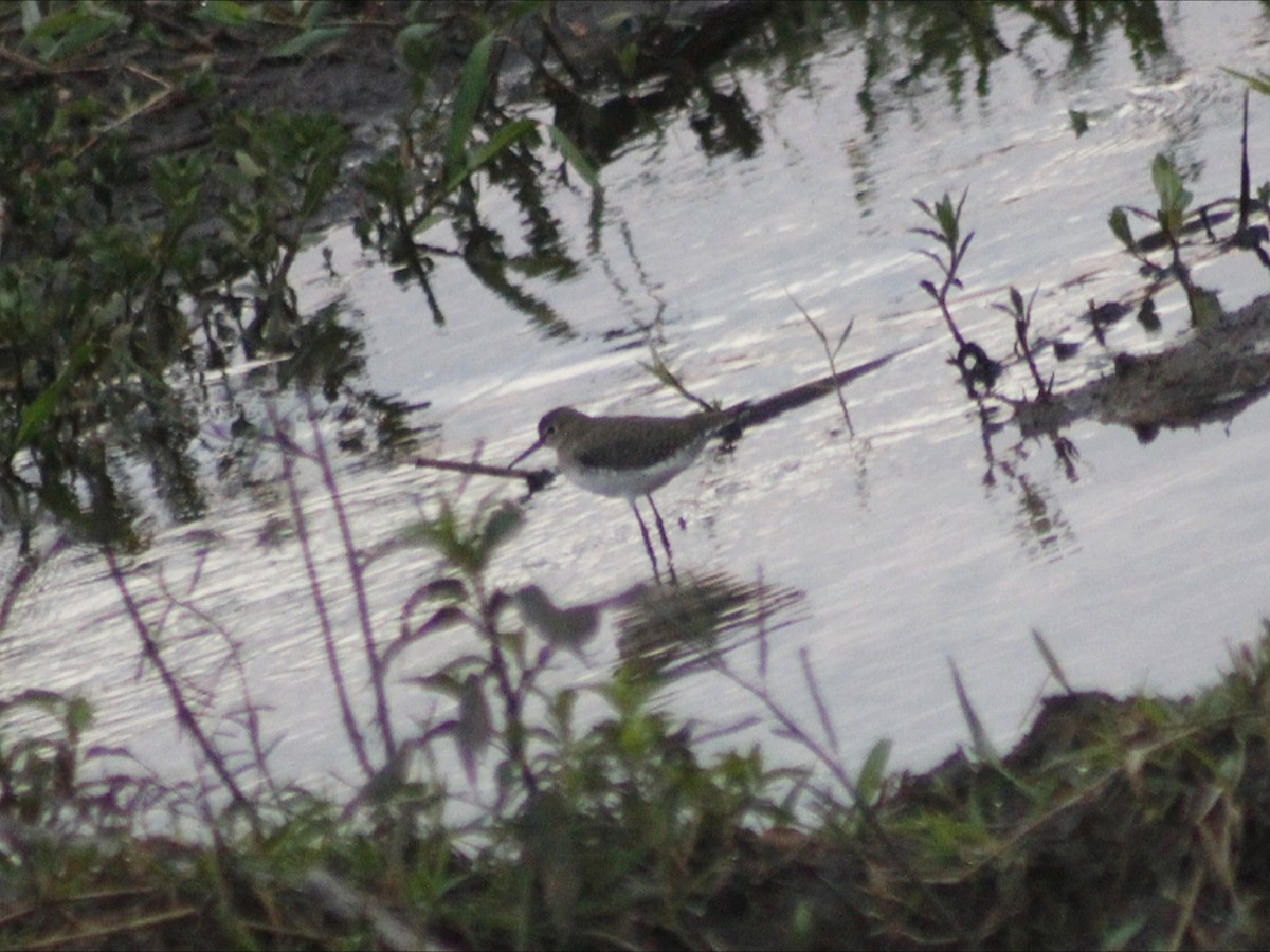 Solitary Sandpiper - ML646530327