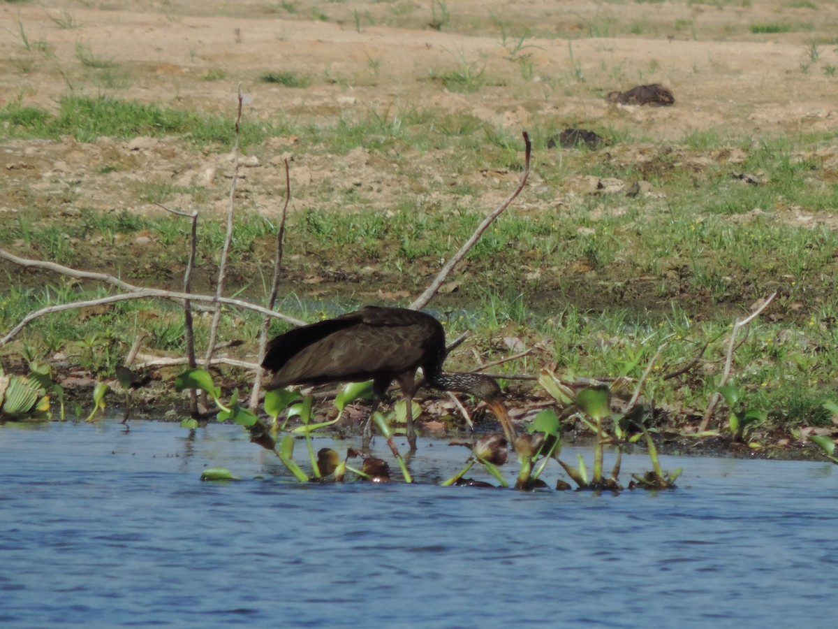 Limpkin - ML646530328