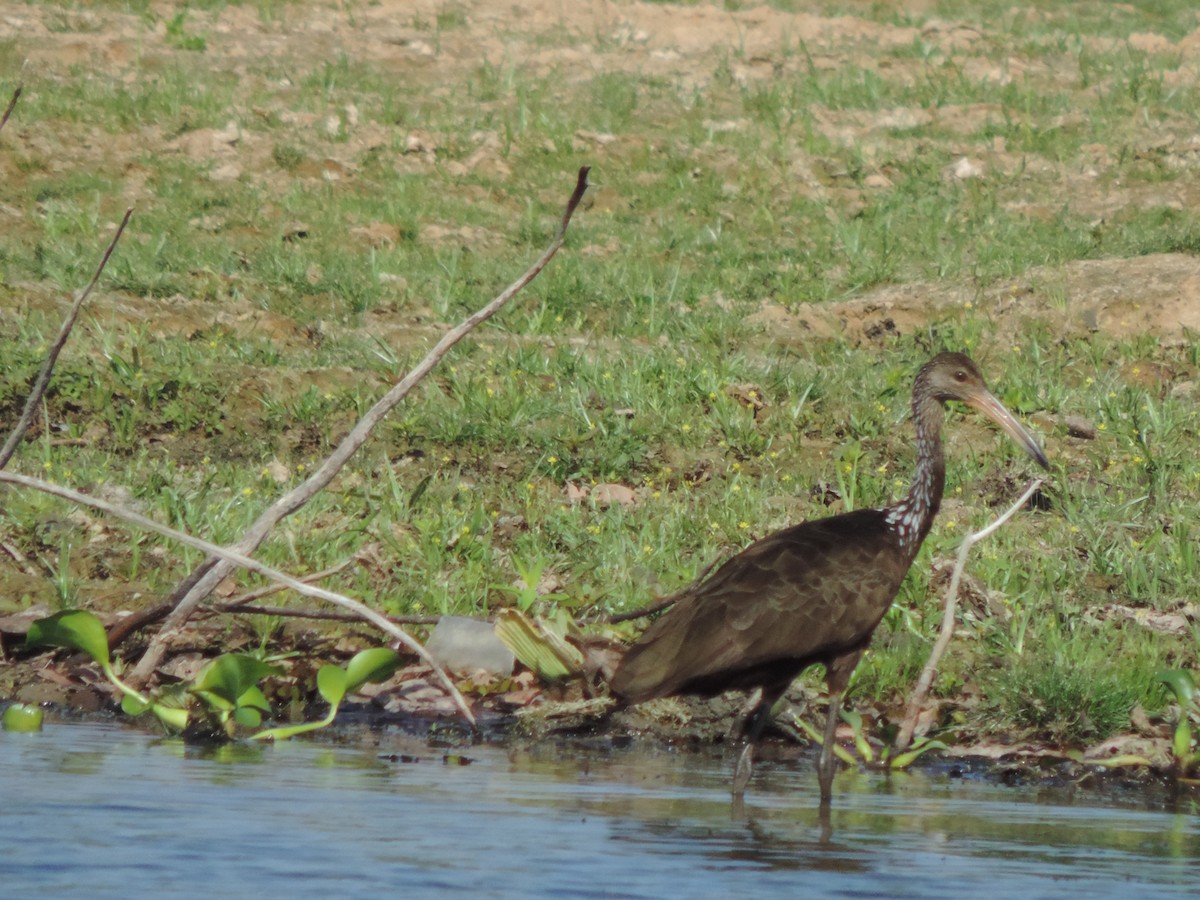 Limpkin - ML646530329