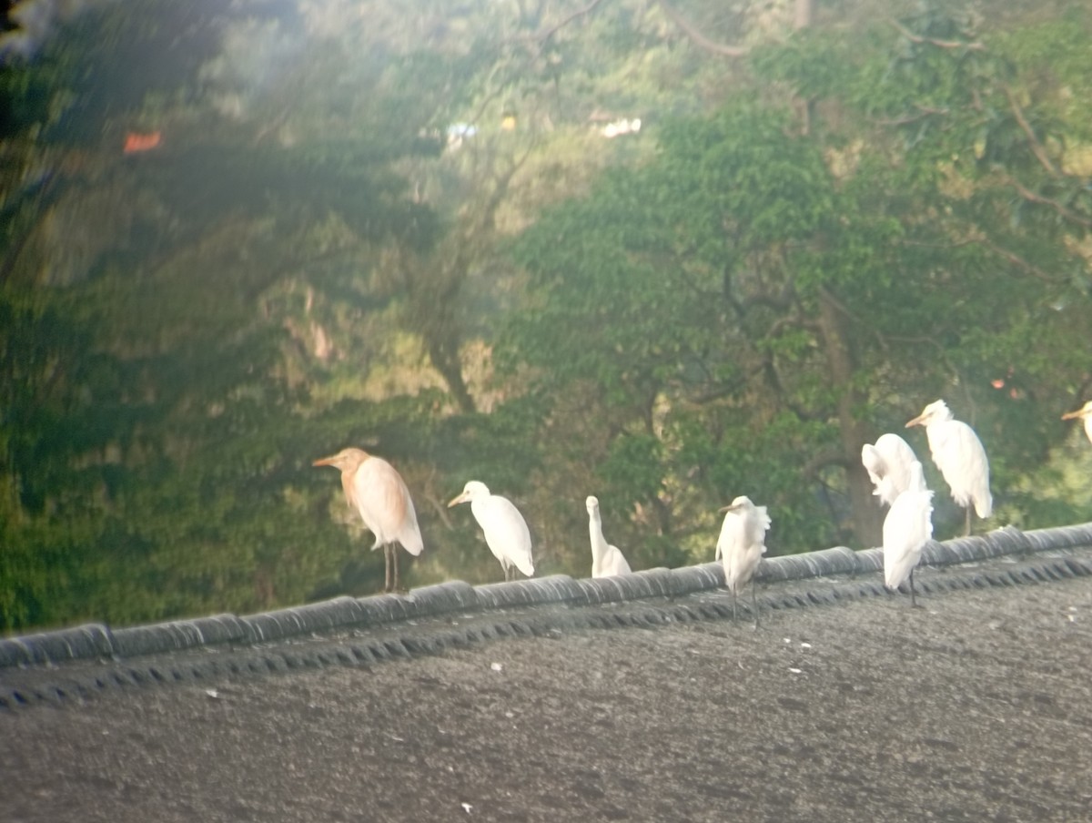 Eastern Cattle-Egret - ML646530330