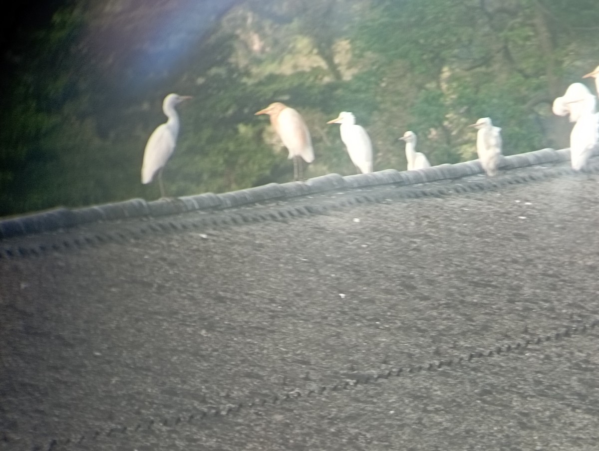 Eastern Cattle-Egret - ML646530331