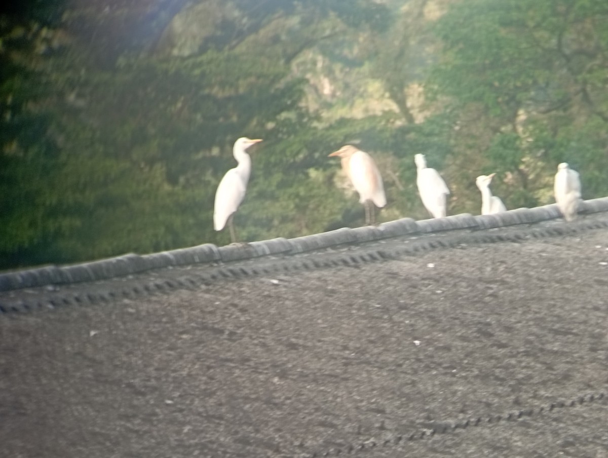 Eastern Cattle-Egret - ML646530332