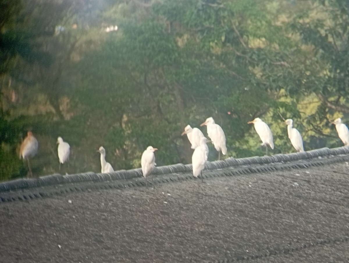 Eastern Cattle-Egret - ML646530333
