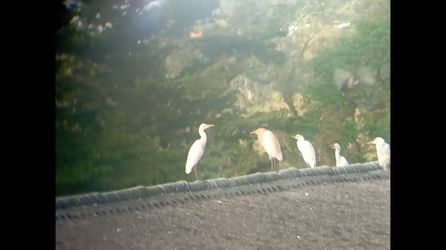 Eastern Cattle-Egret - ML646530334