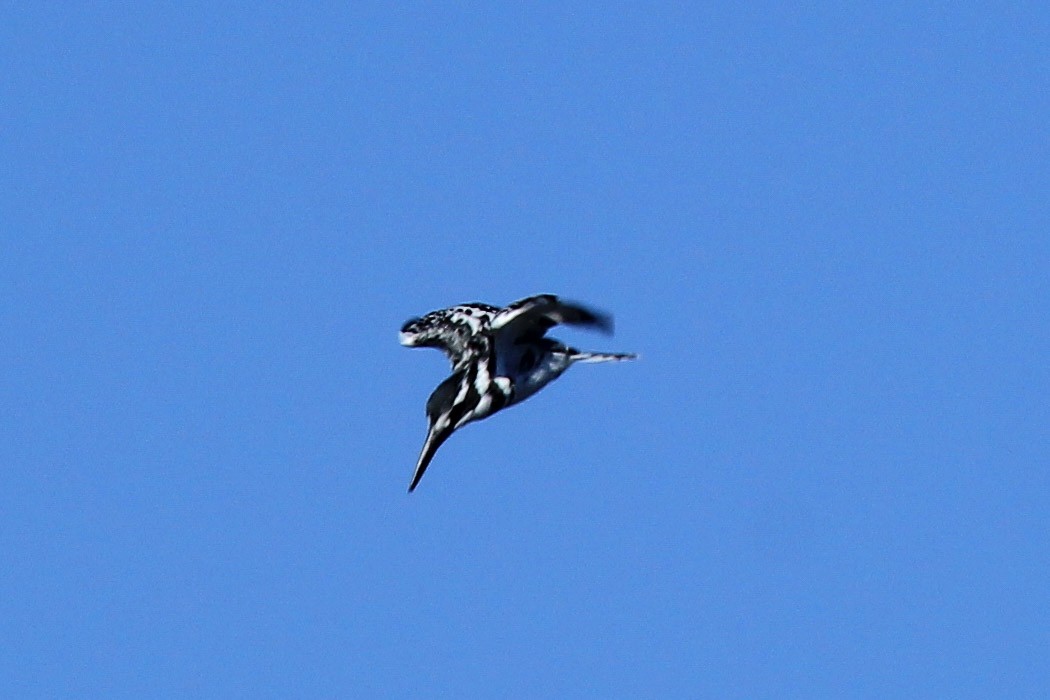 Pied Kingfisher - ML646530337