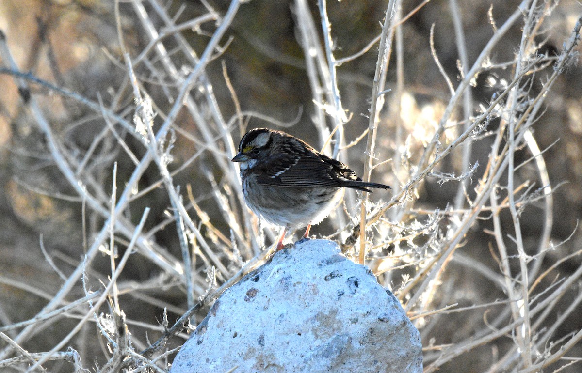 White-throated Sparrow - ML646530339