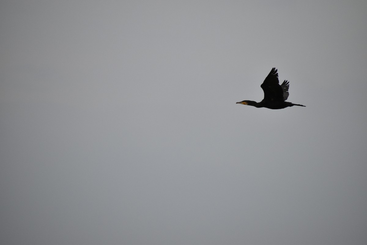 Тураг гогой - ML646530341