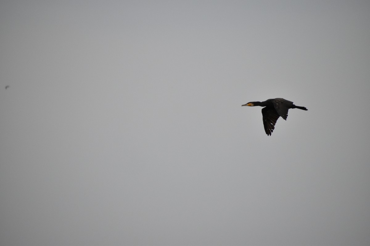 Тураг гогой - ML646530342