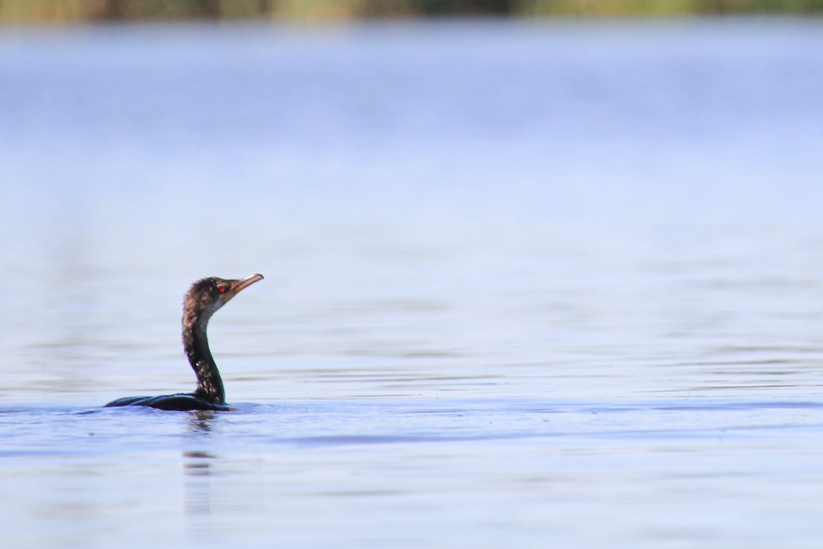 Reed Cormorant - ML646530350