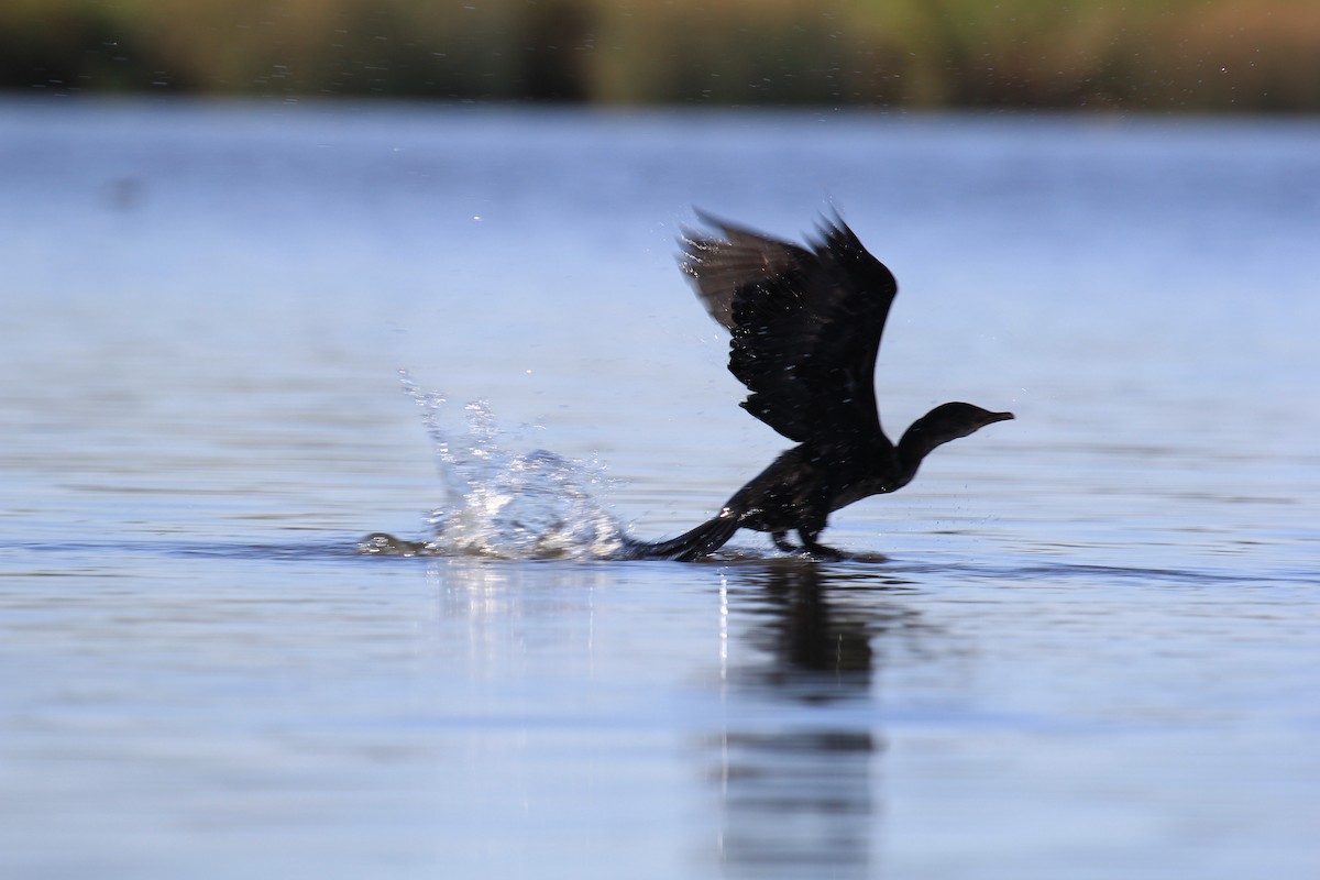 Reed Cormorant - ML646530351