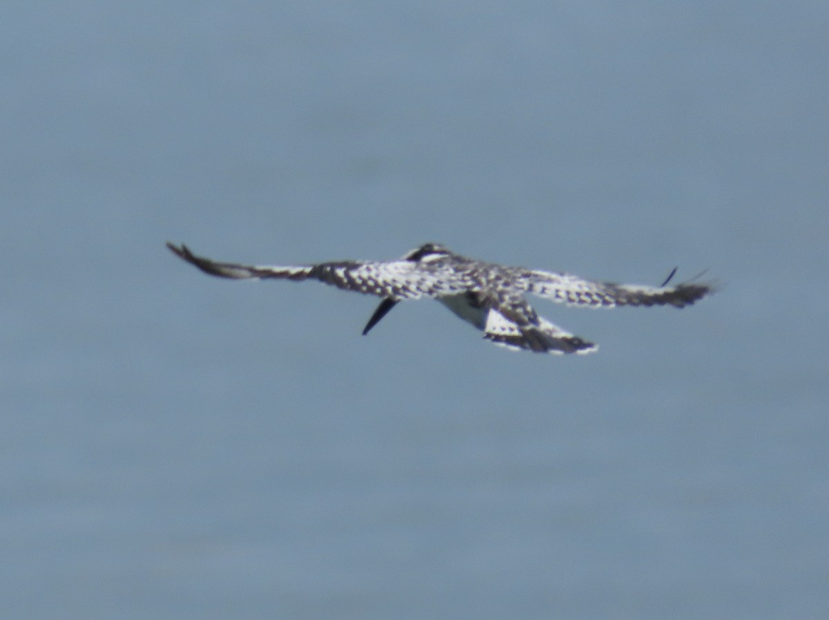 Рибалочка строкатий - ML646530352