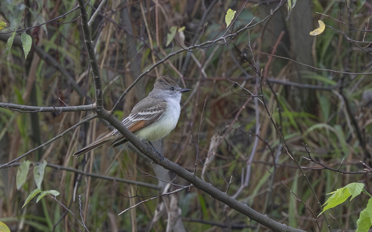 Ash-throated Flycatcher - ML646530353