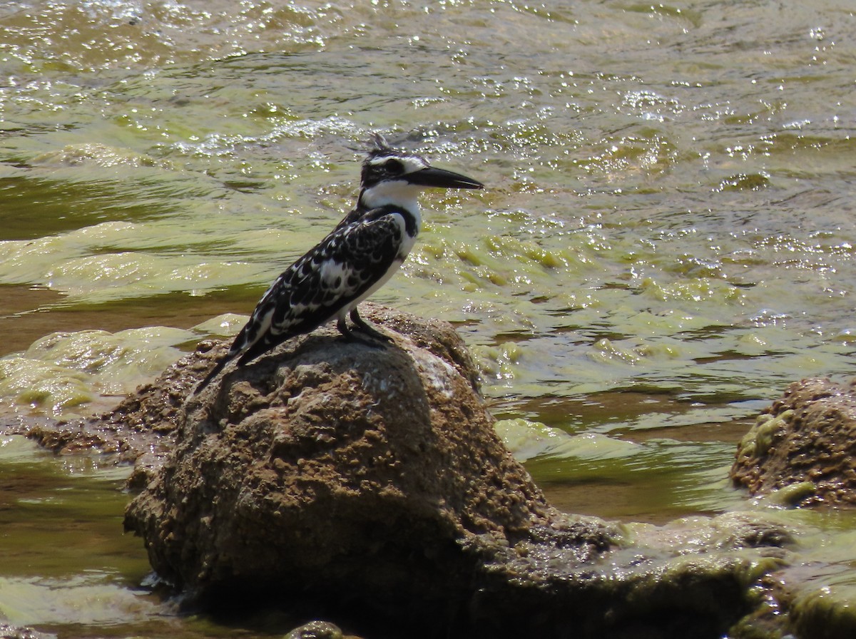 Рибалочка строкатий - ML646530354