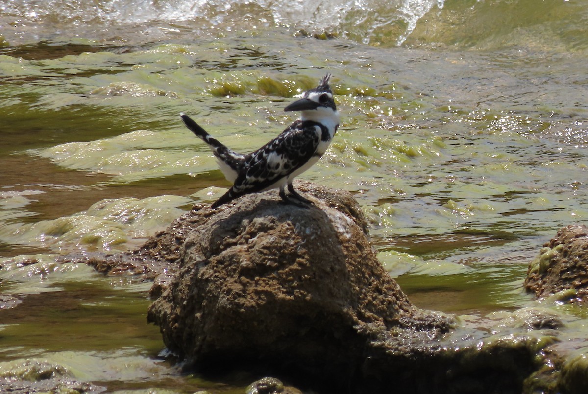 Рибалочка строкатий - ML646530355