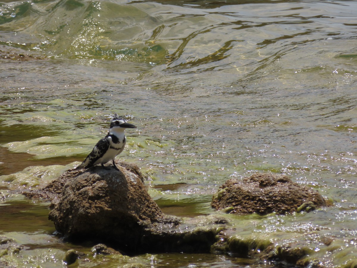 Рибалочка строкатий - ML646530356