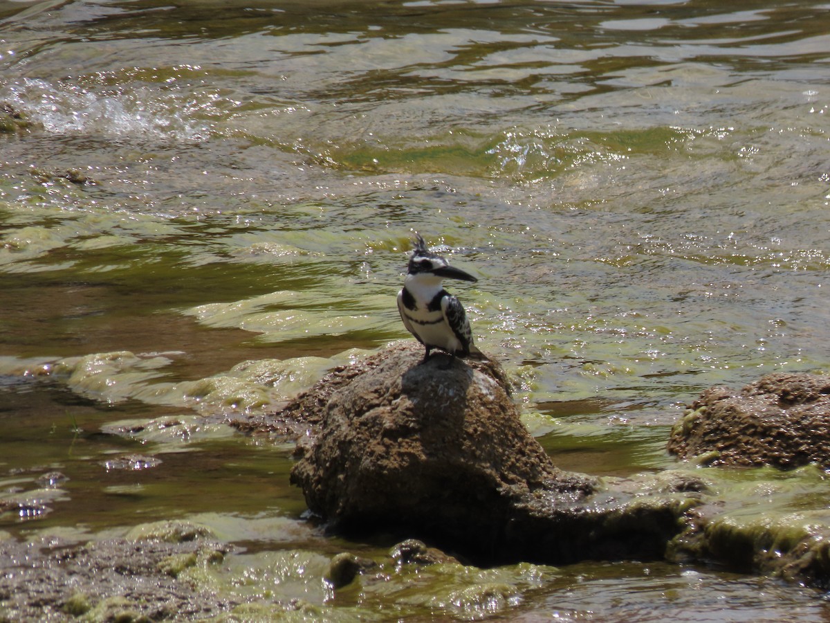 Рибалочка строкатий - ML646530357