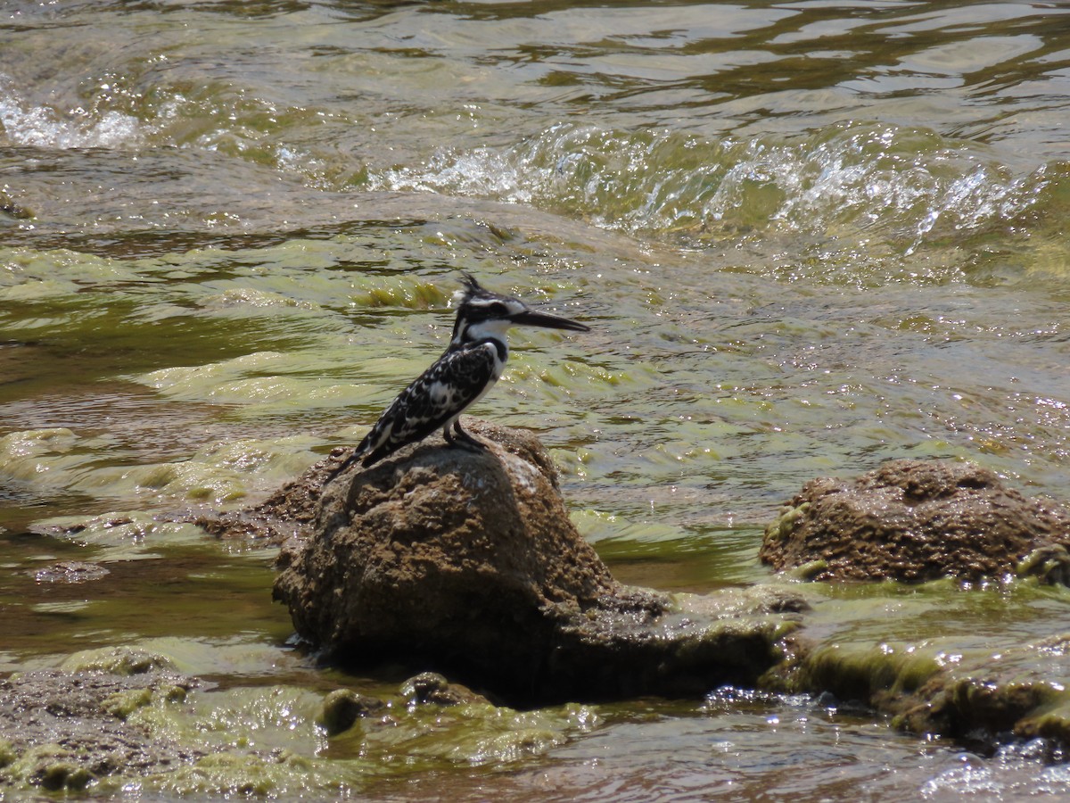 Рибалочка строкатий - ML646530358