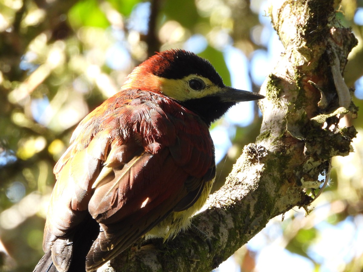 Дятел-смугань червонокрилий - ML646530359