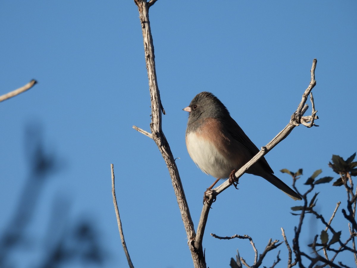 Dark-eyed Junco (Oregon) - ML646530360