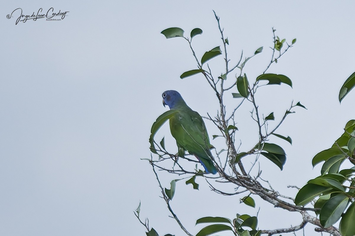 Blue-headed Parrot - ML646530362