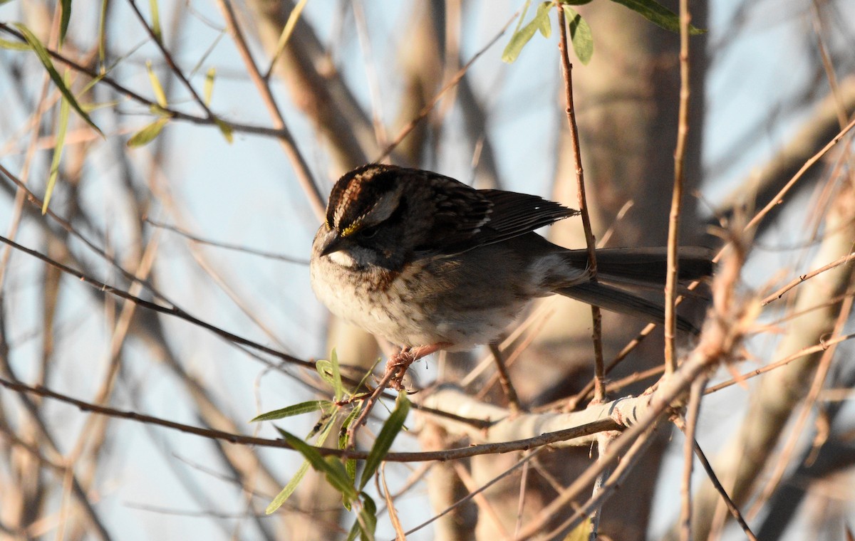 White-throated Sparrow - ML646530366