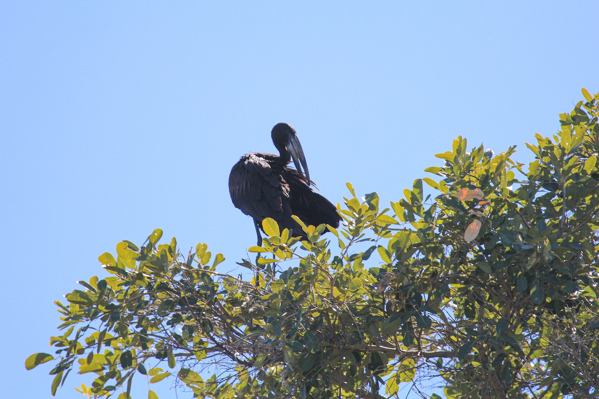 Лелека-молюскоїд африканський - ML646530368