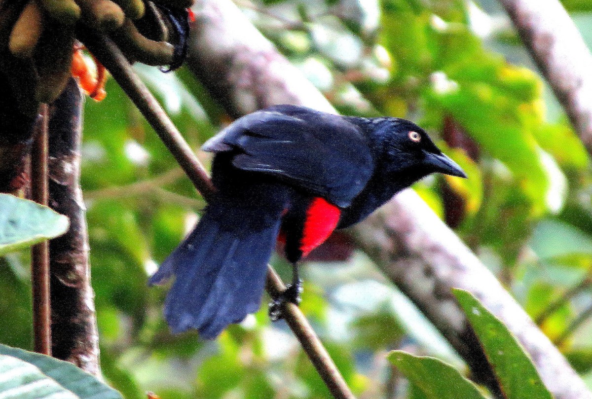 Трупіал колумбійський - ML646530376