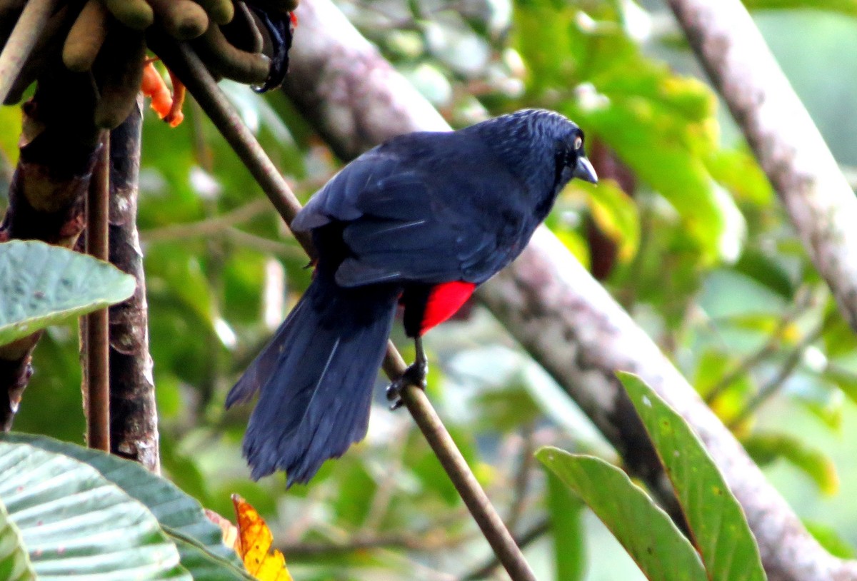 Трупіал колумбійський - ML646530377