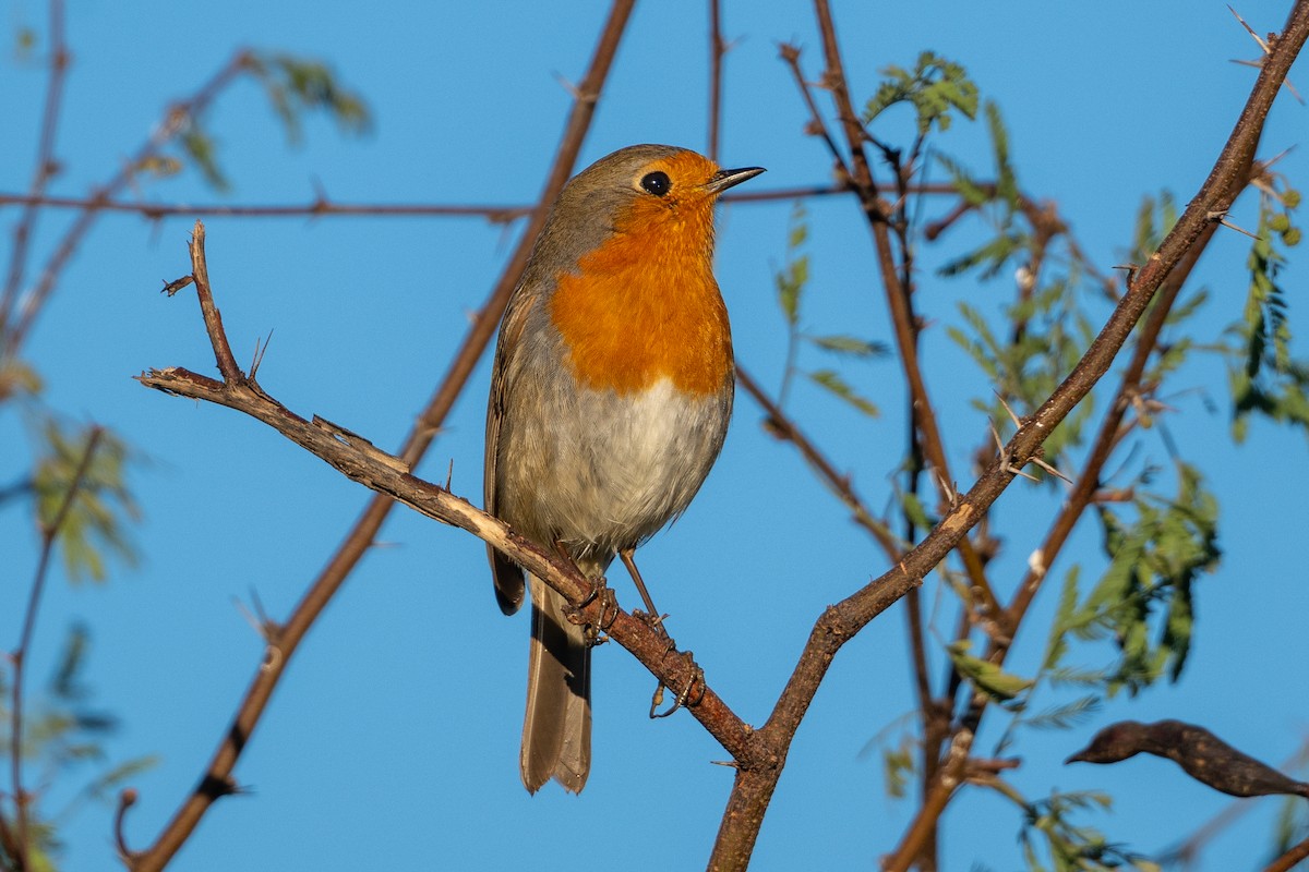 Вільшанка - ML646530378