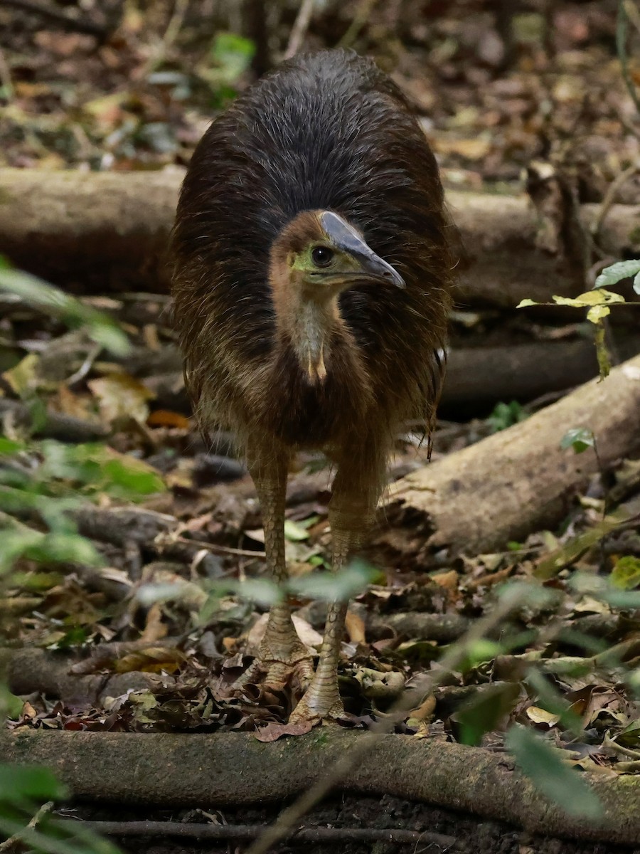 Казуар шоломний - ML646530379