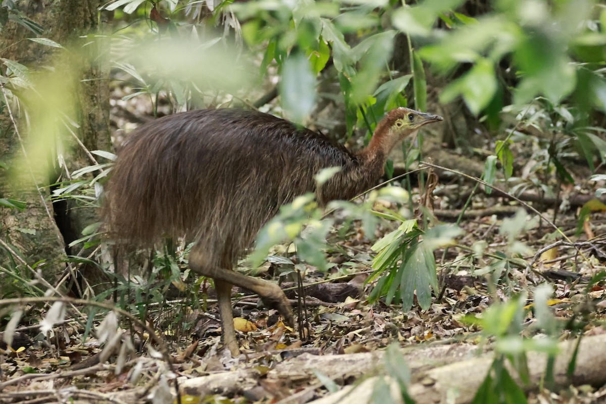 Казуар шоломний - ML646530383