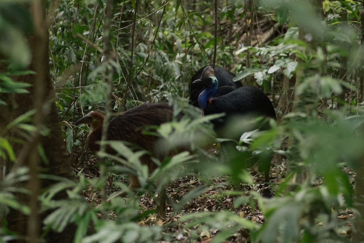 Казуар шоломний - ML646530384