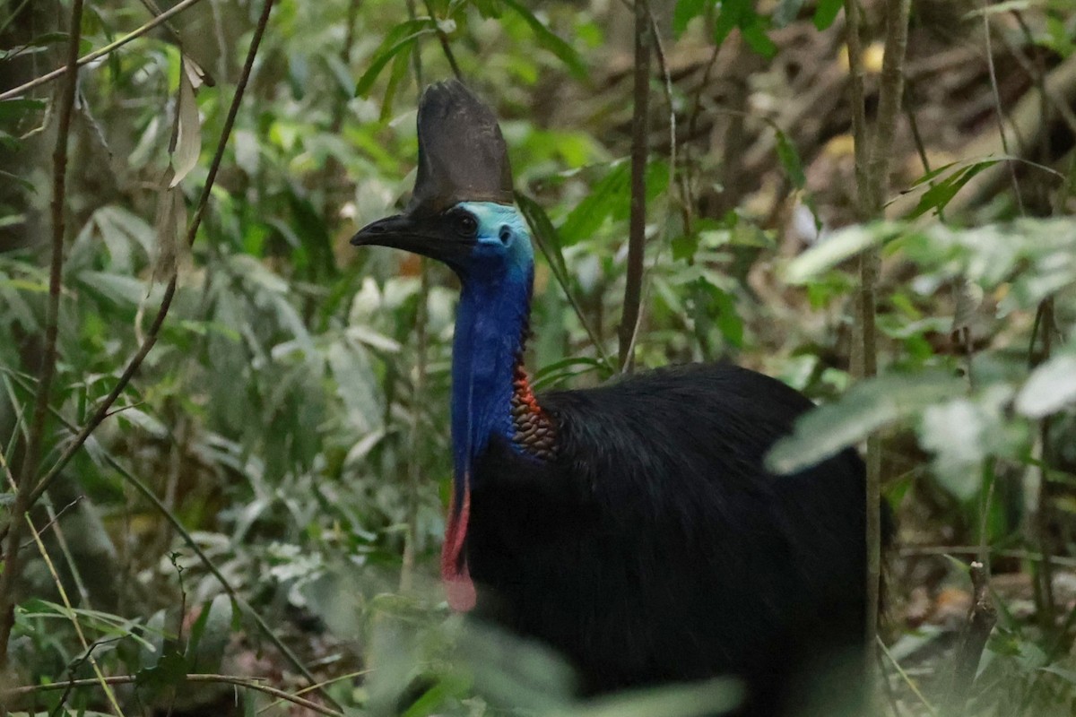 Казуар шоломний - ML646530385