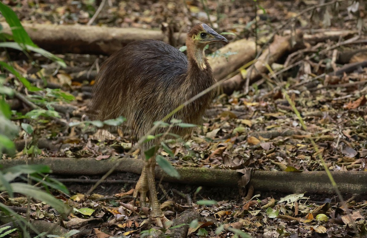 Казуар шоломний - ML646530386