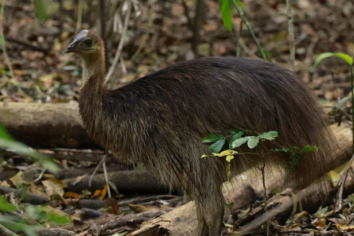 Казуар шоломний - ML646530387