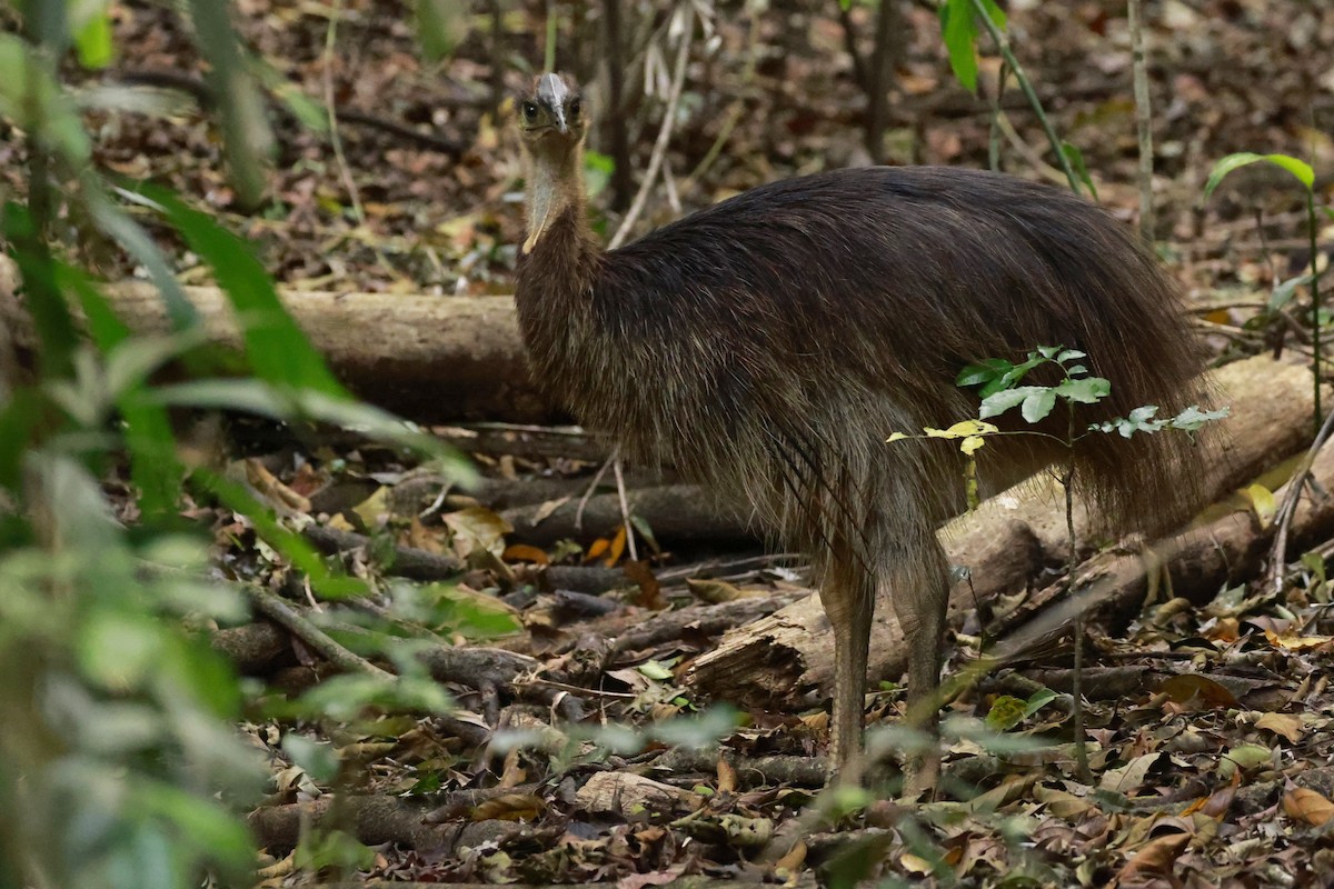 Казуар шоломний - ML646530388