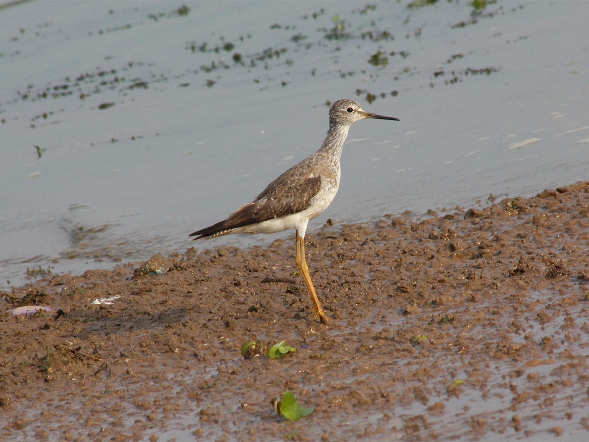 Lesser Yellowlegs - ML646530391