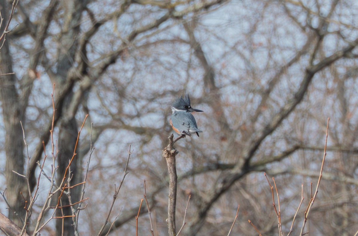 Рибалочка-чубань північний - ML646530392