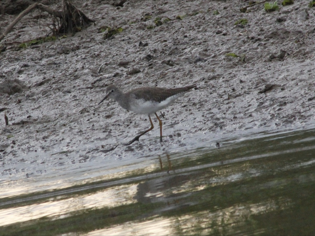 Lesser Yellowlegs - ML646530393