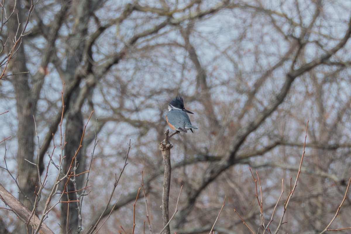 Рибалочка-чубань північний - ML646530394
