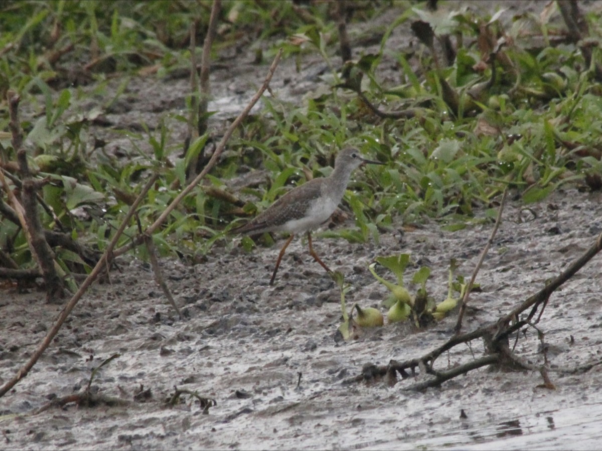 Lesser Yellowlegs - ML646530395