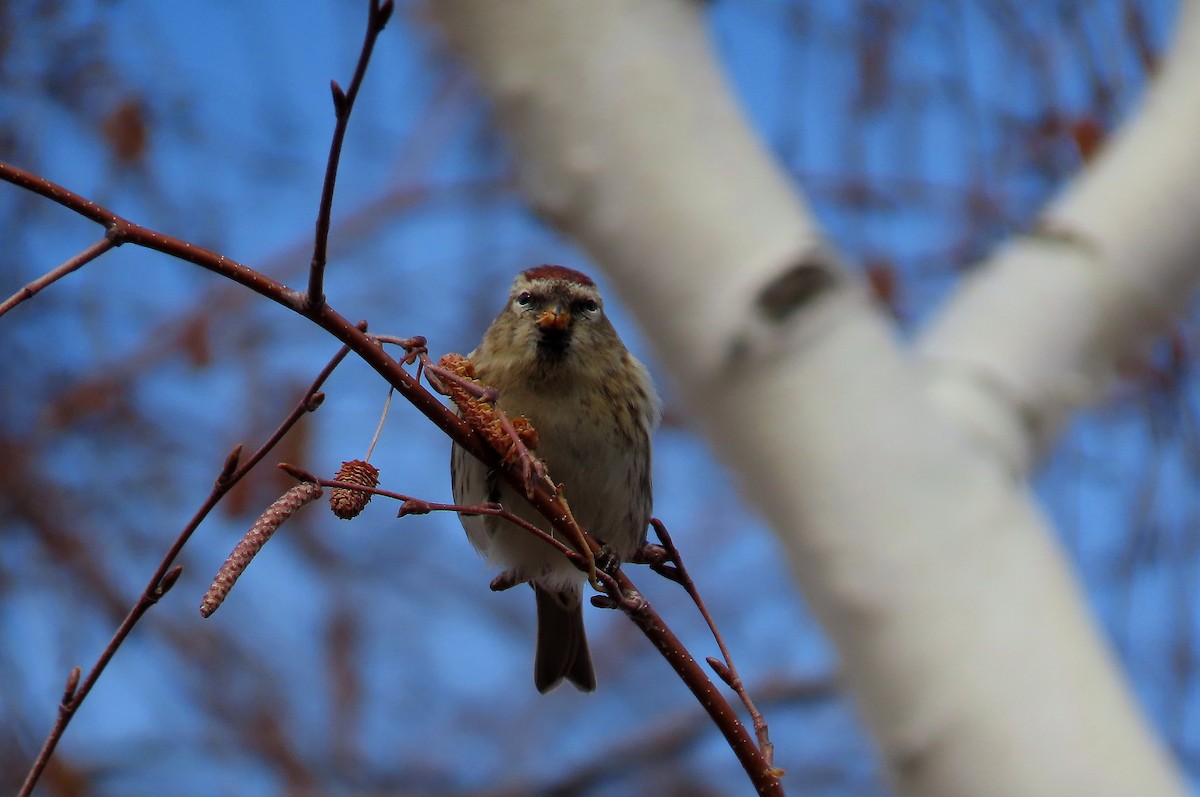 Redpoll - ML646530396