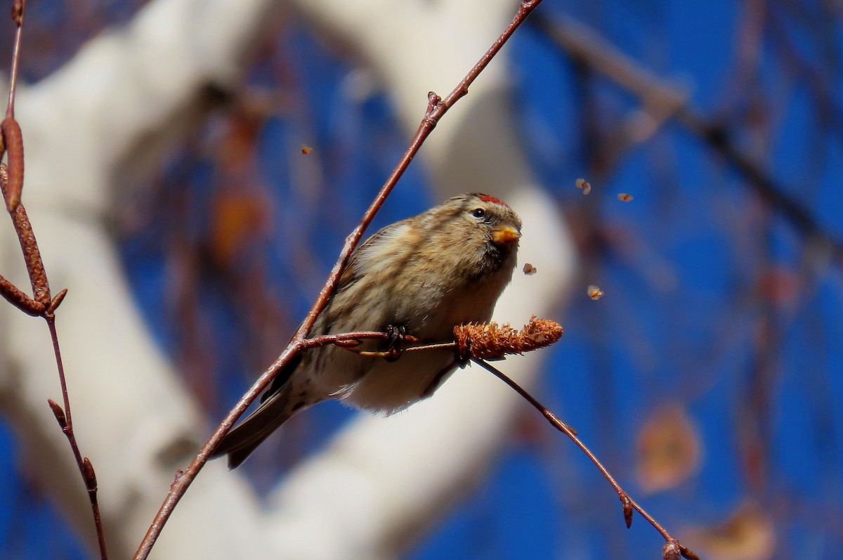 Redpoll - ML646530397