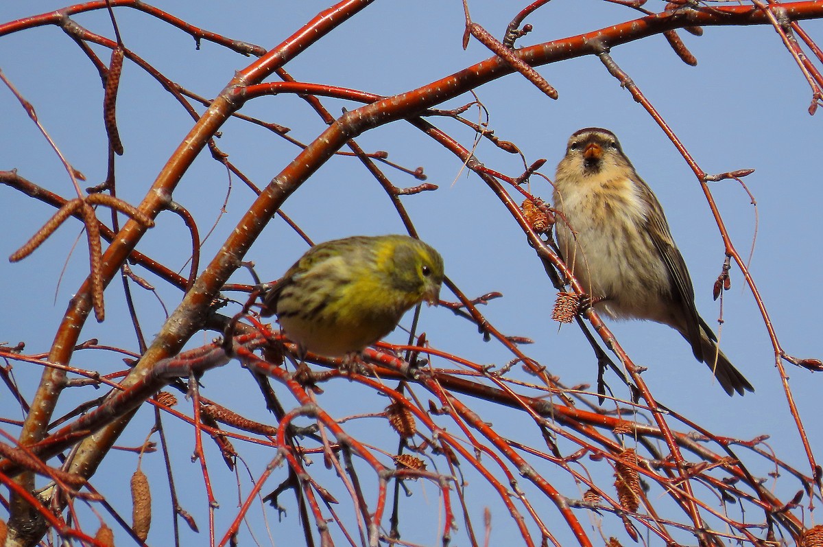 Redpoll - ML646530398